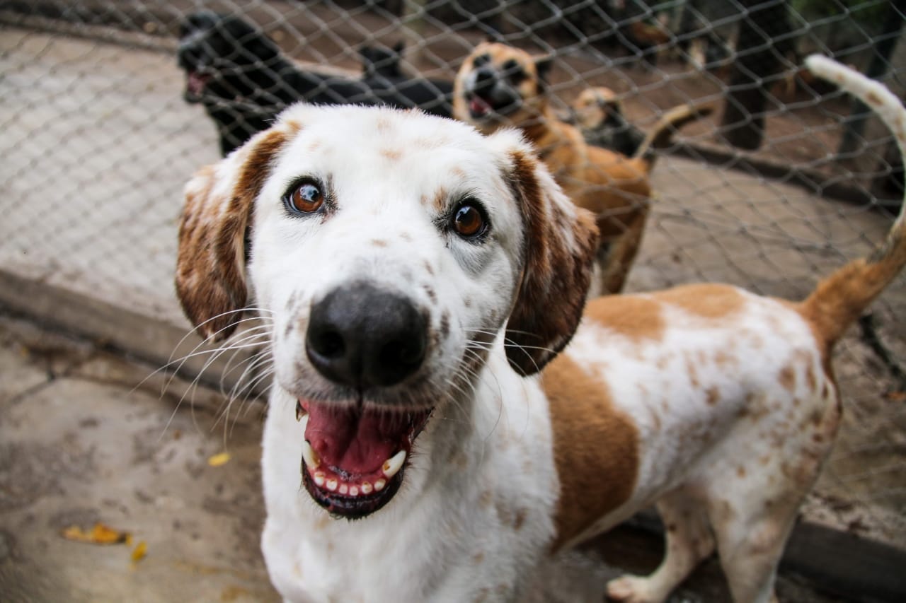 Perro sonriendo